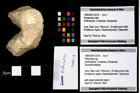 Foto (Objekt + Etikett) von Pithonoton sp.  (NHMW-GEO-1990-0041-3214)